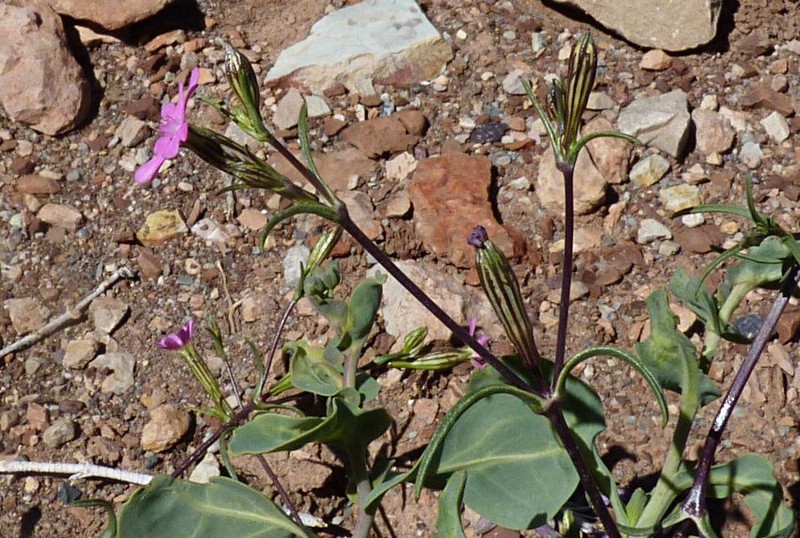 Silene muscipula subsp. deserticola photo 4