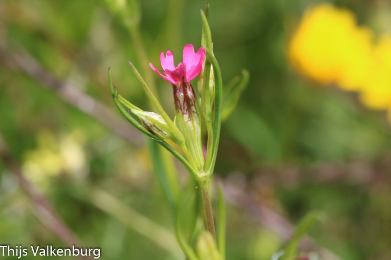 Silene muscipula subsp. muscipula