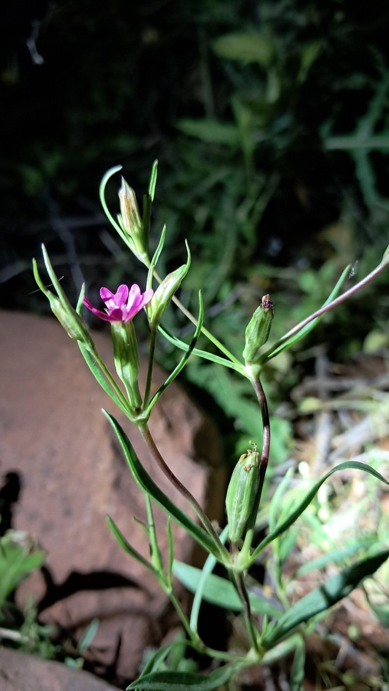 Silene muscipula subsp. muscipula photo 2