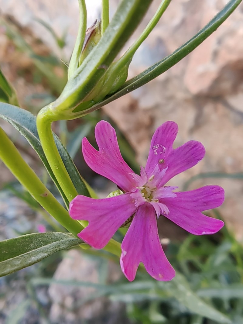 Silene muscipula subsp. muscipula photo 3