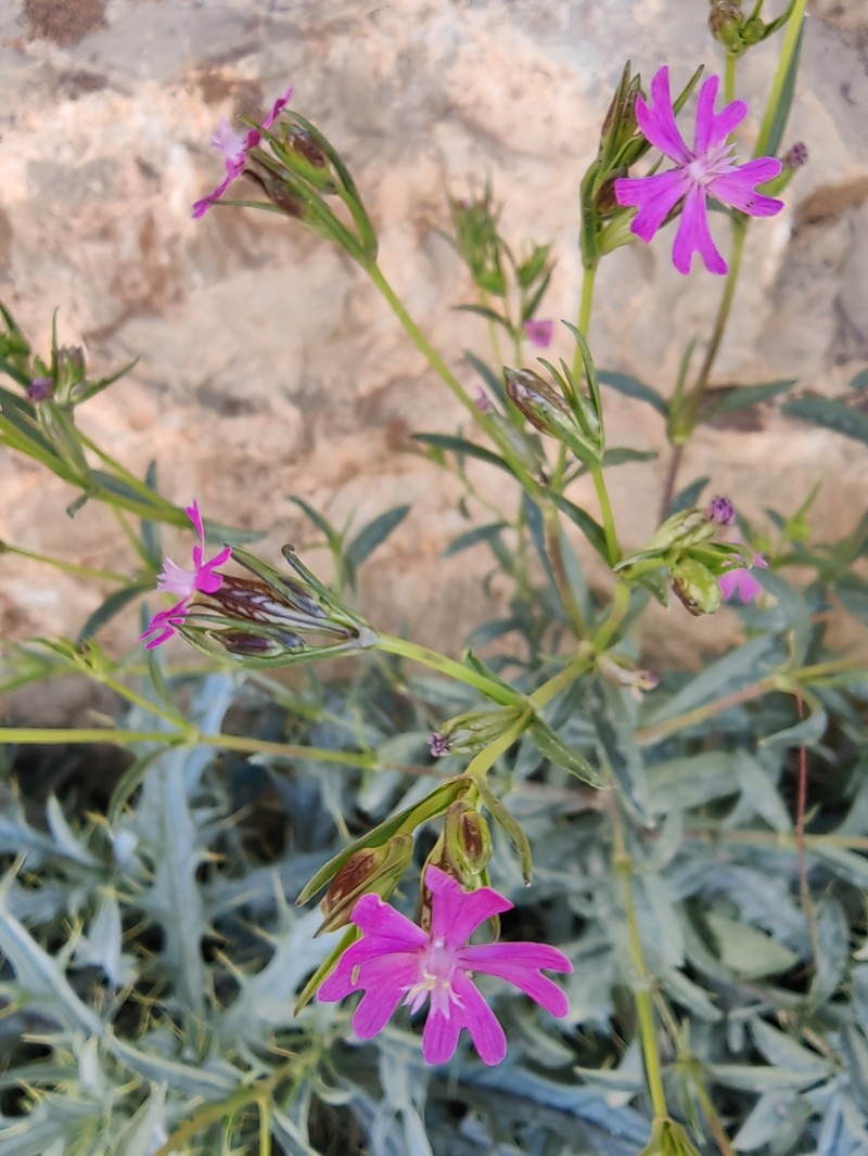 Silene muscipula subsp. muscipula photo 4