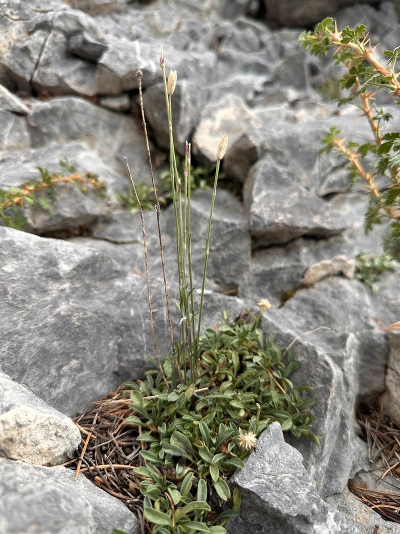 Nevada Catchfly
