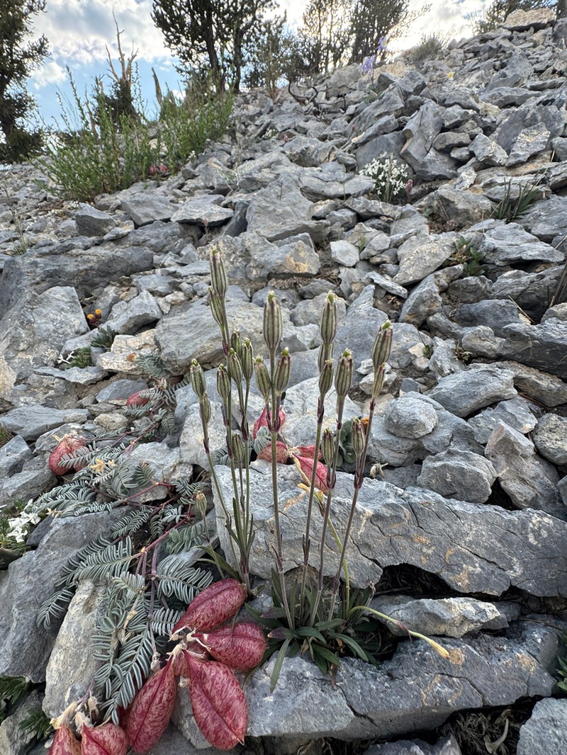 Nevada Catchfly photo 2