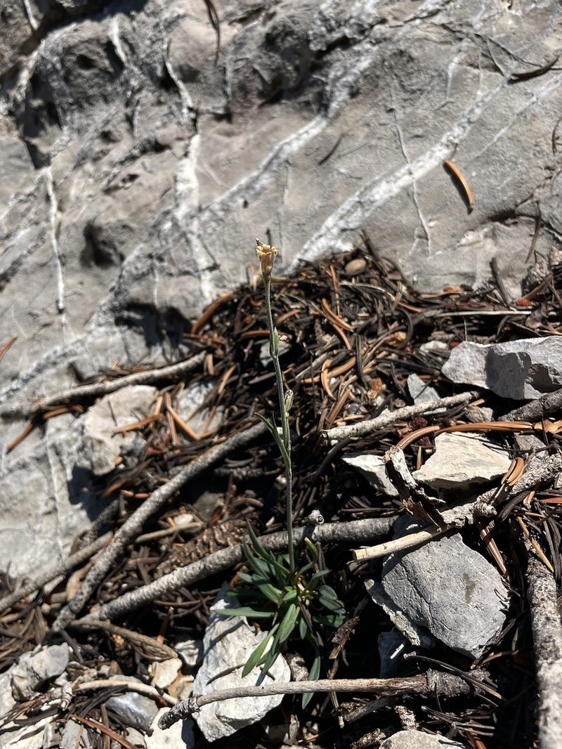Nevada Catchfly photo 3
