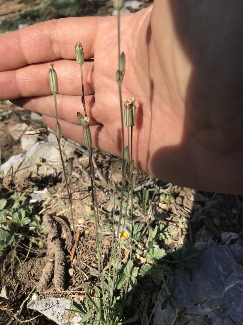 Nevada Catchfly photo 4