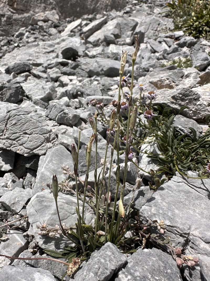 Nevada Catchfly photo 5