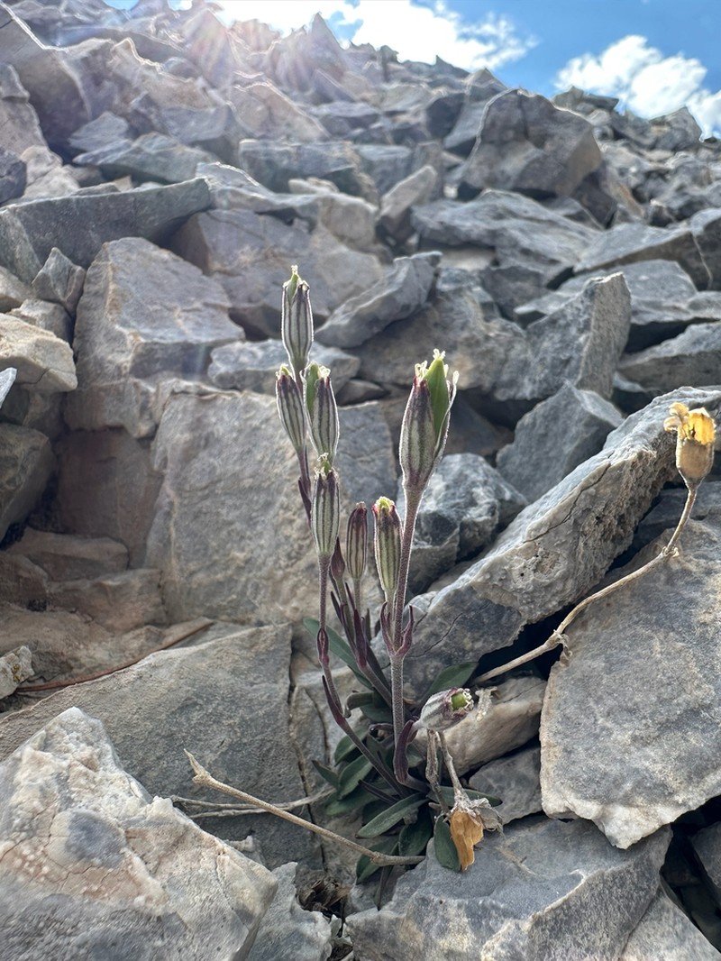 Nevada Catchfly photo 6