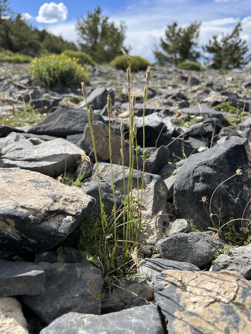 Nevada Catchfly photo 7