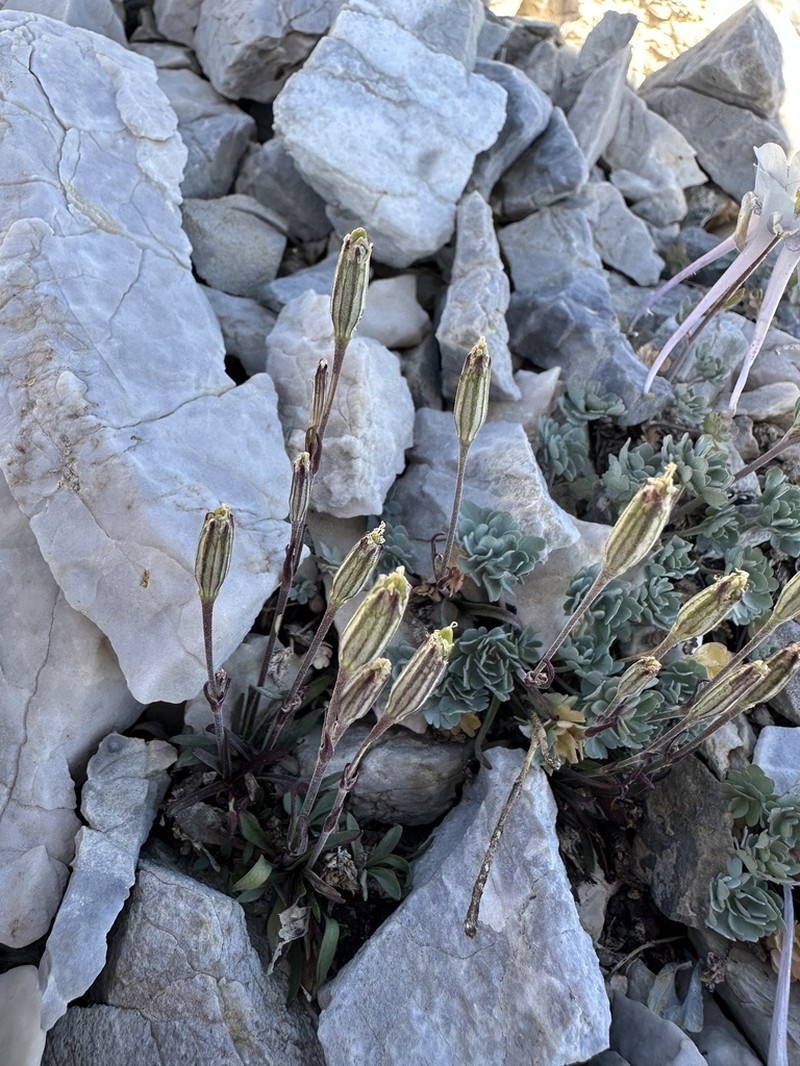 Nevada Catchfly photo 8