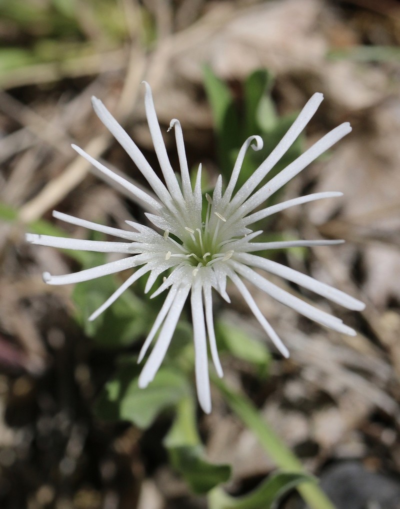 Silene nelsonii