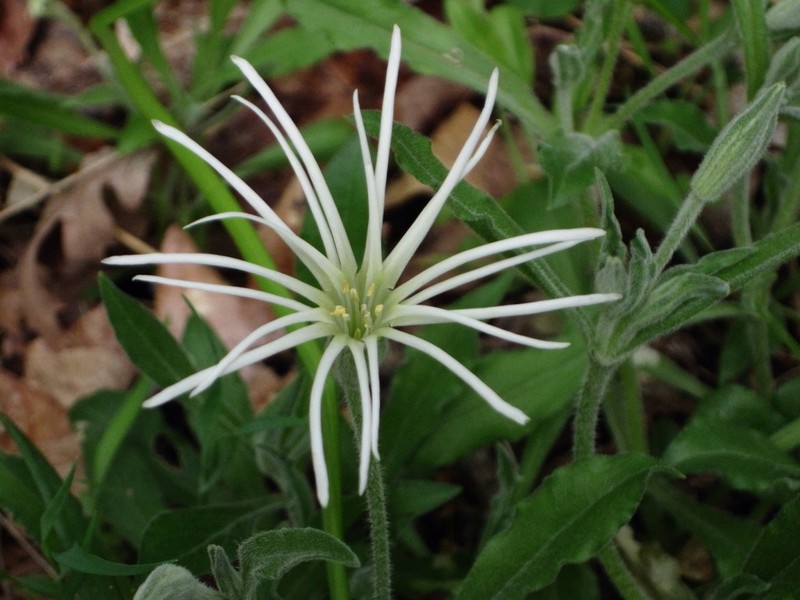 Silene nelsonii photo 2