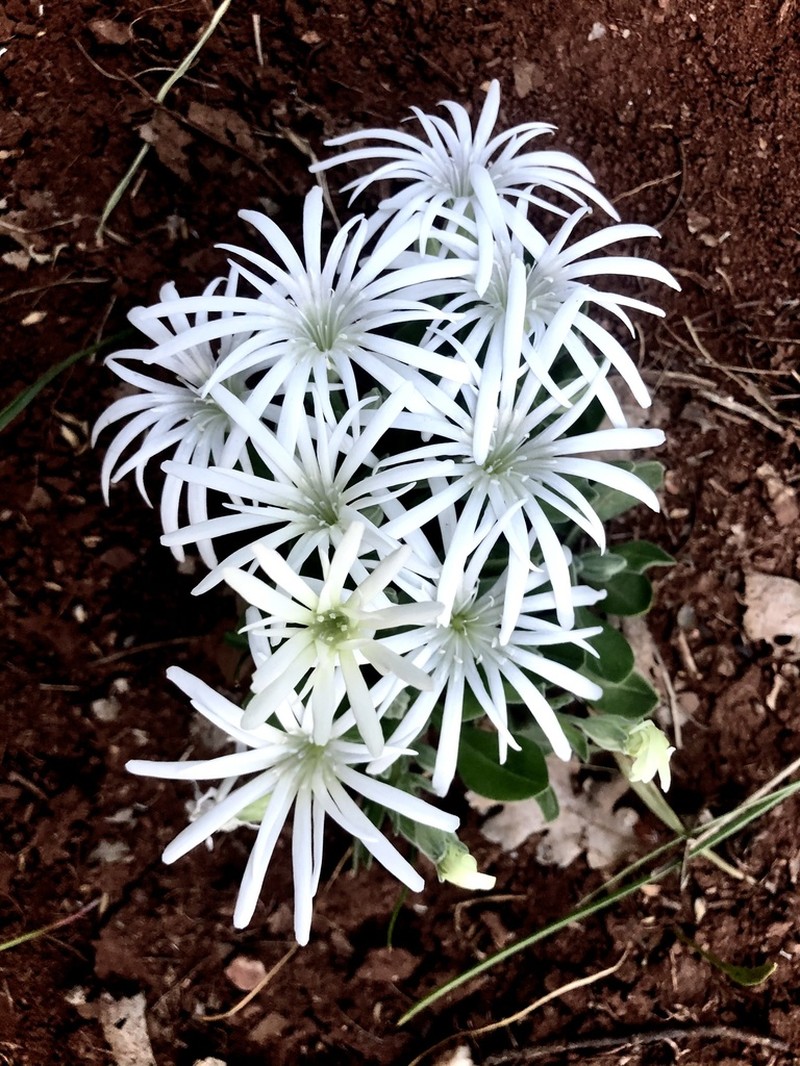Silene nelsonii photo 3