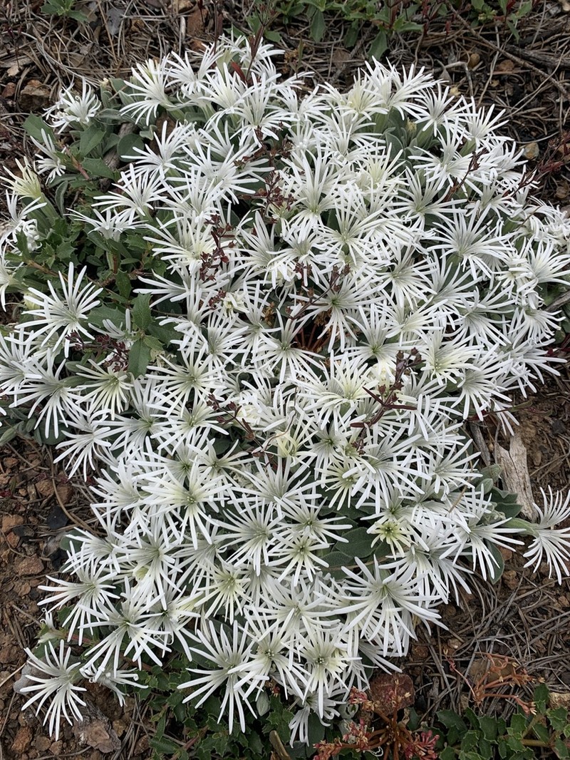 Silene nelsonii photo 4