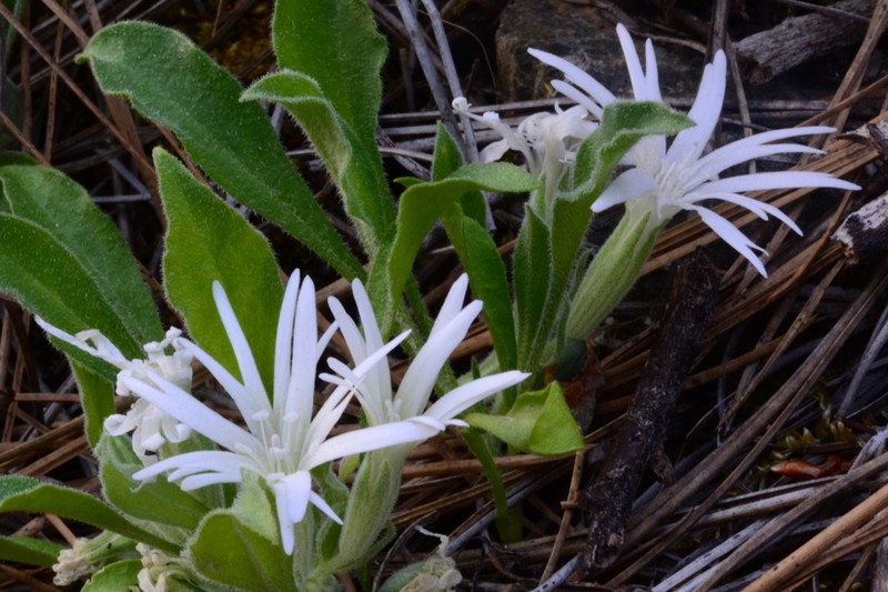 Silene nelsonii photo 5