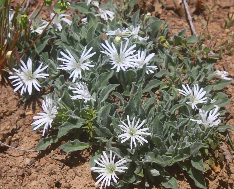 Silene nelsonii photo 6