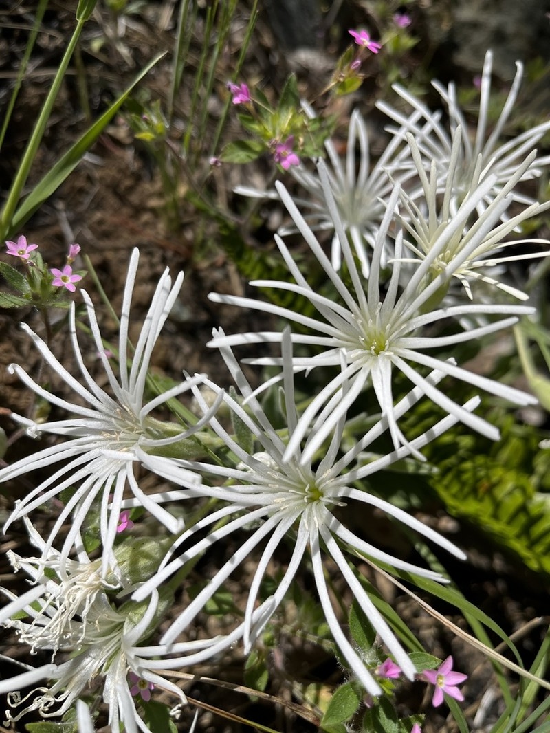 Silene nelsonii photo 7