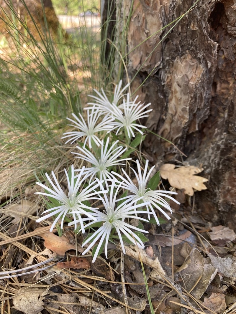 Silene nelsonii photo 8