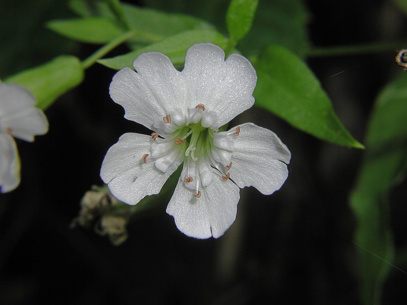 Evening Campion