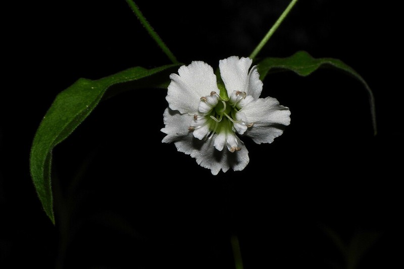 Evening Campion photo 2