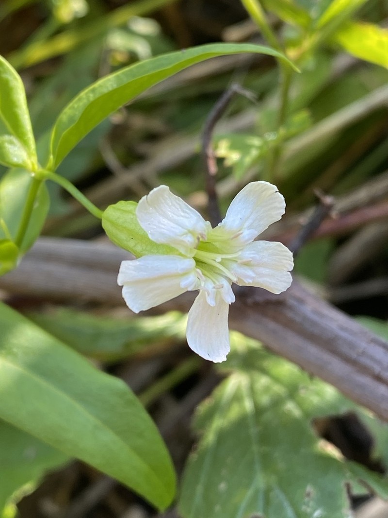 Evening Campion photo 3