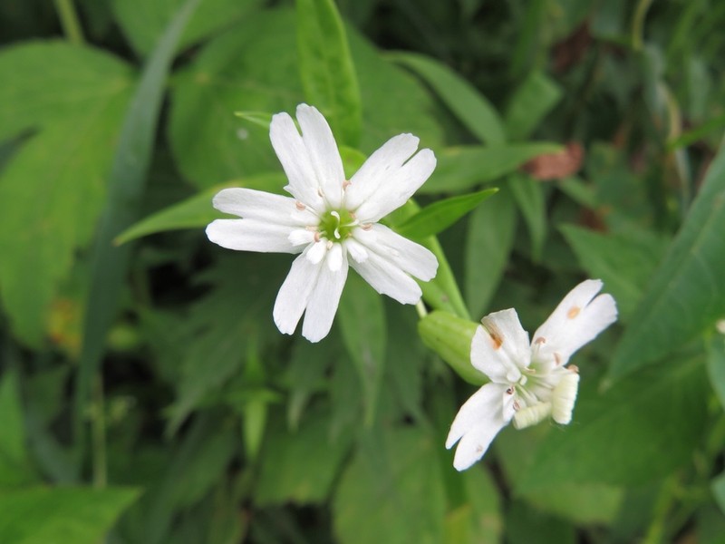 Evening Campion photo 4