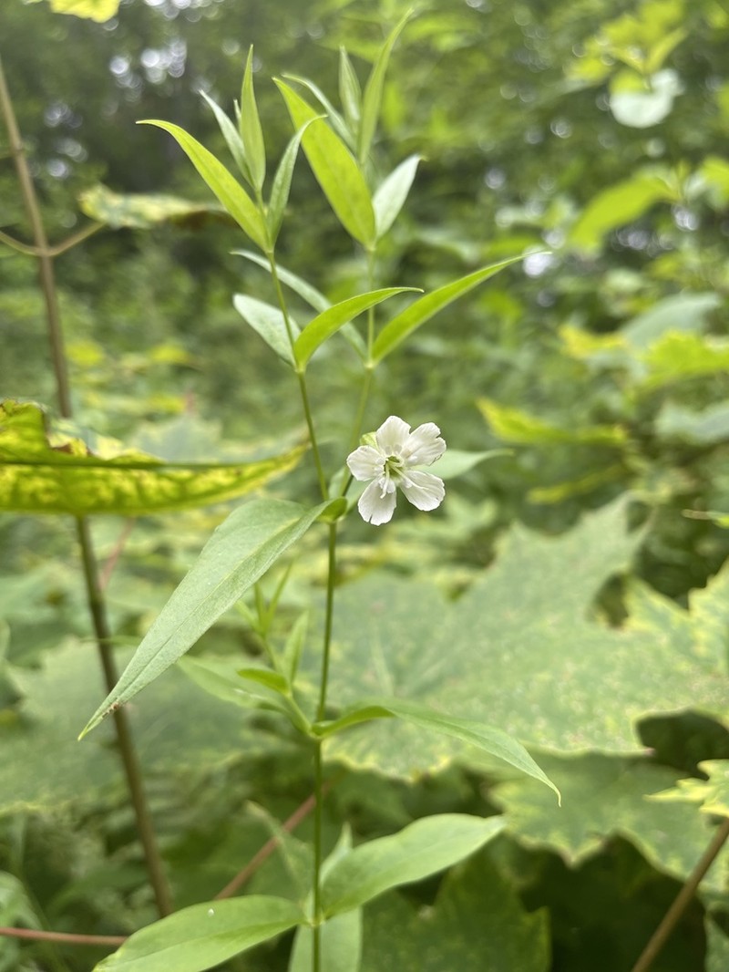 Evening Campion photo 6