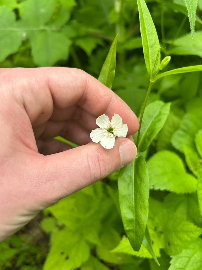 Evening Campion photo 7