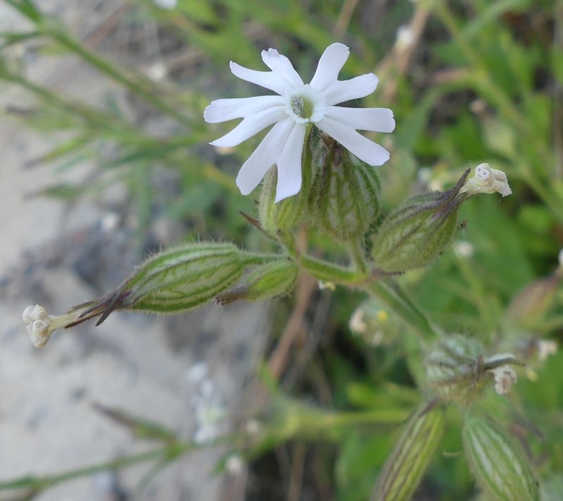 Nightflowering Silene photo 2
