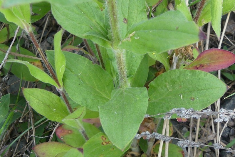 Nightflowering Silene photo 3
