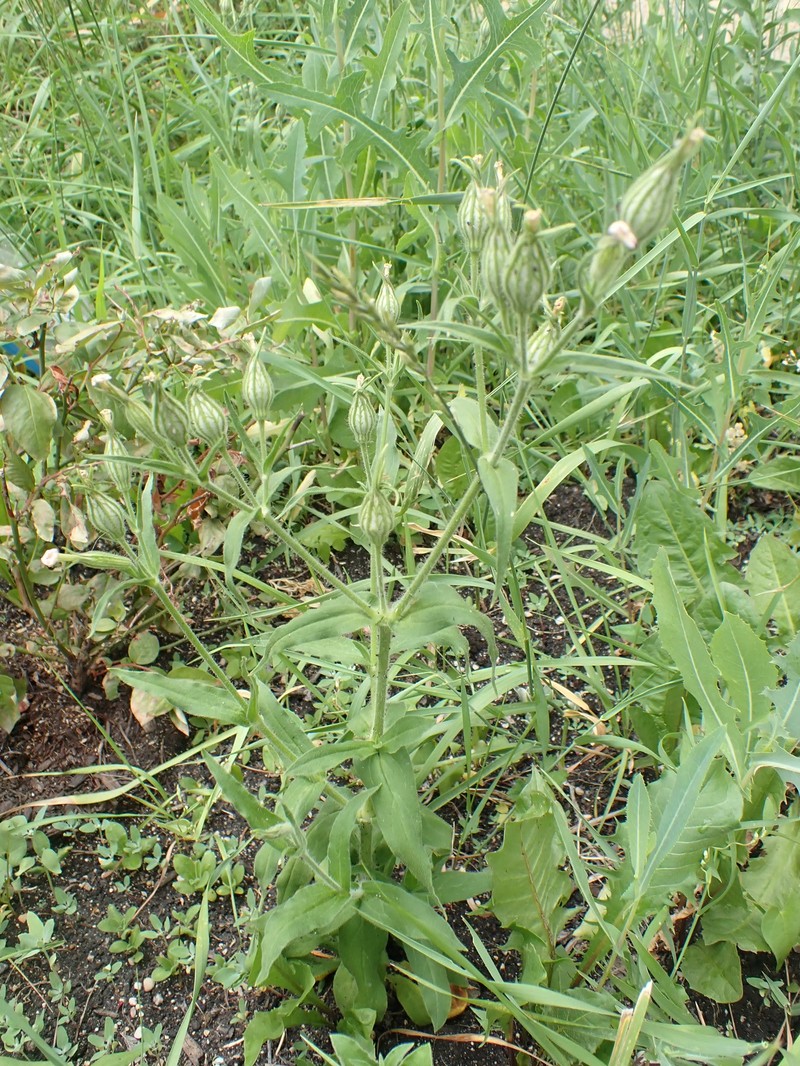 Nightflowering Silene photo 4