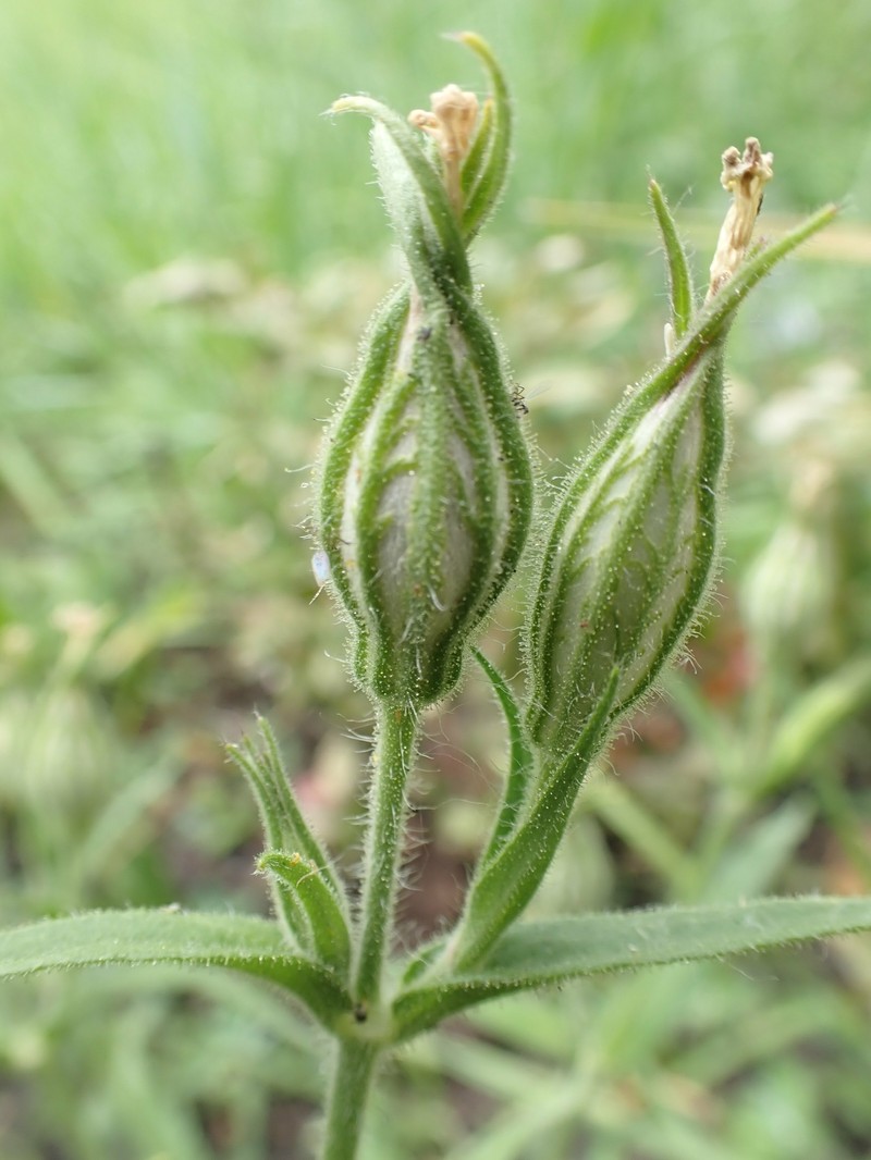 Nightflowering Silene photo 5