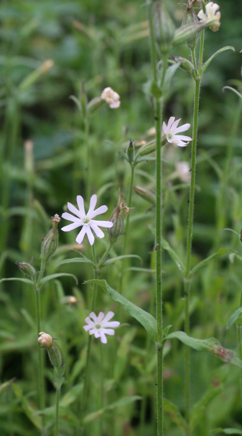 Nightflowering Silene photo 6