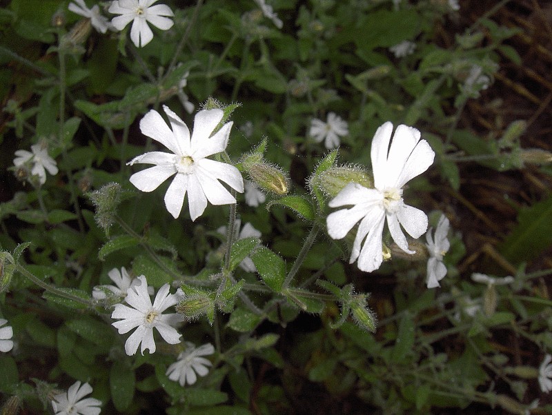 Nightflowering Silene photo 7