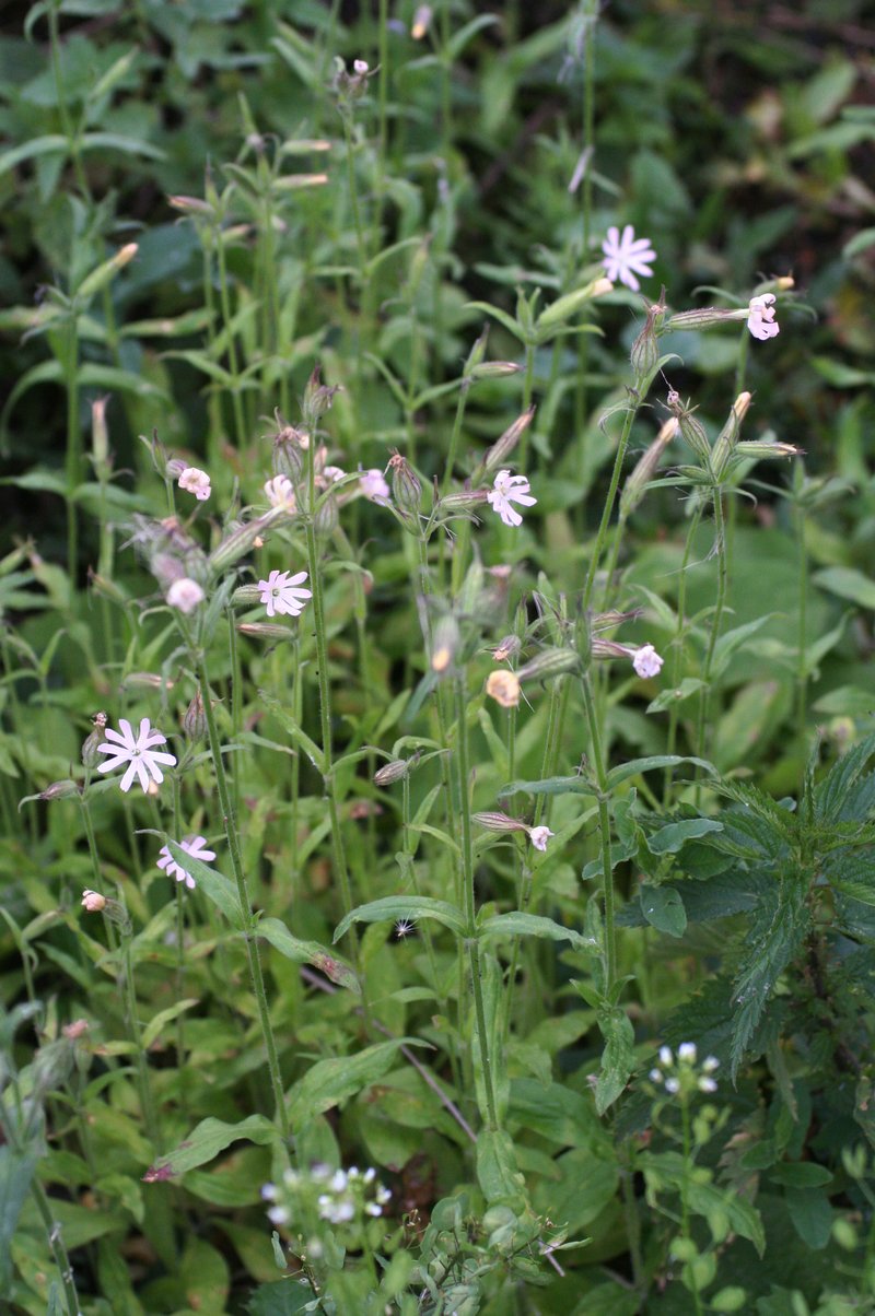 Nightflowering Silene photo 8