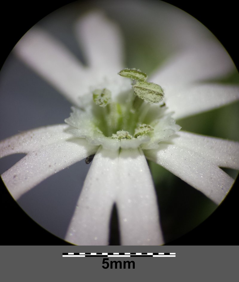 Nightflowering Silene photo 9