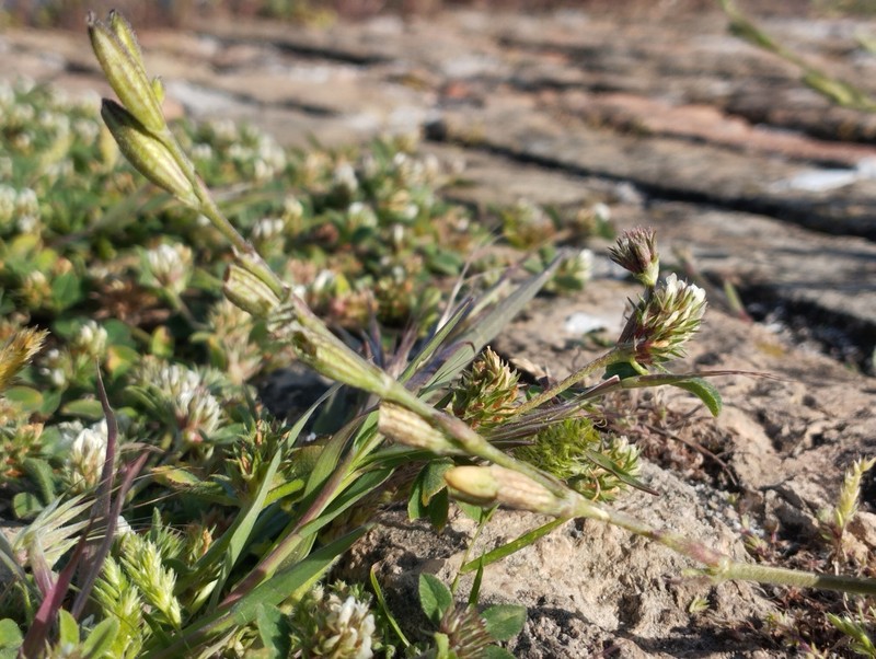 Silene nocturna subsp. nocturna