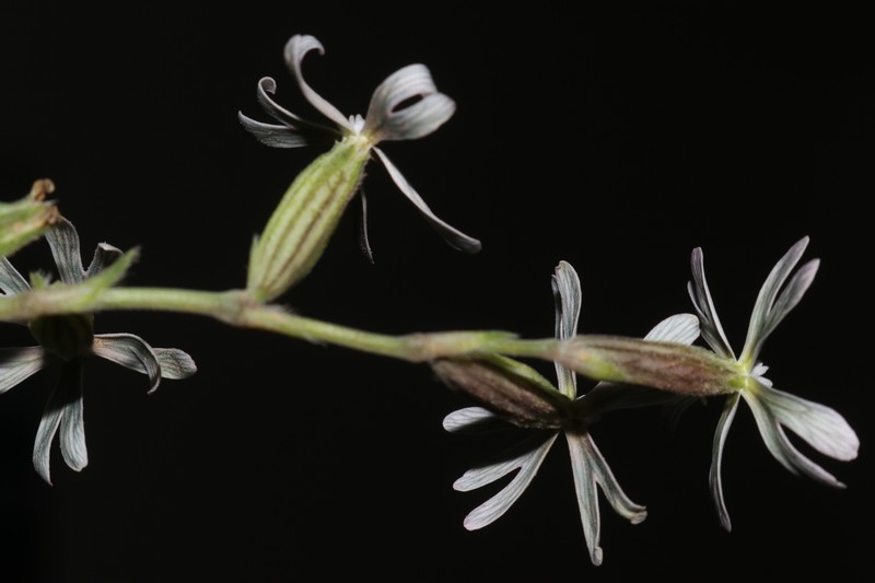 Silene nocturna subsp. nocturna photo 2