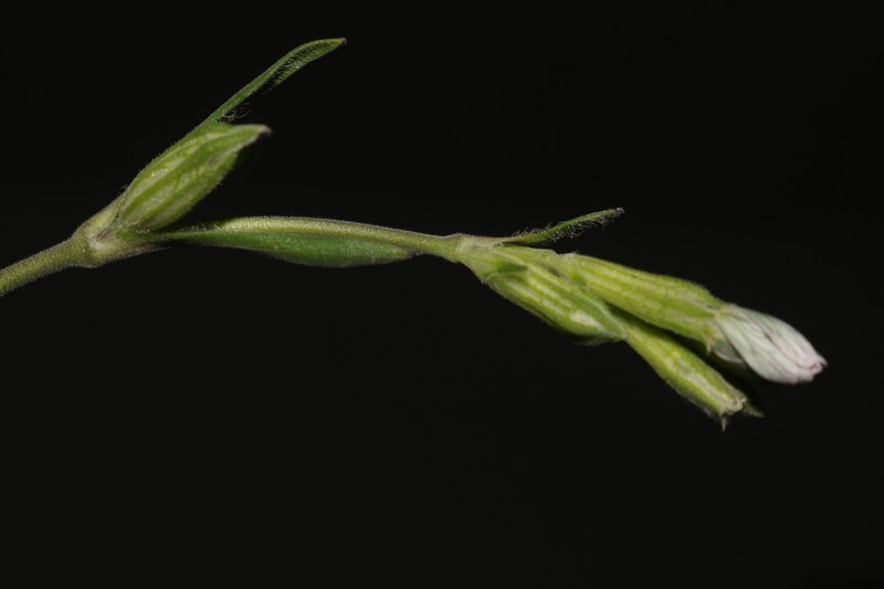 Silene nocturna subsp. nocturna photo 3