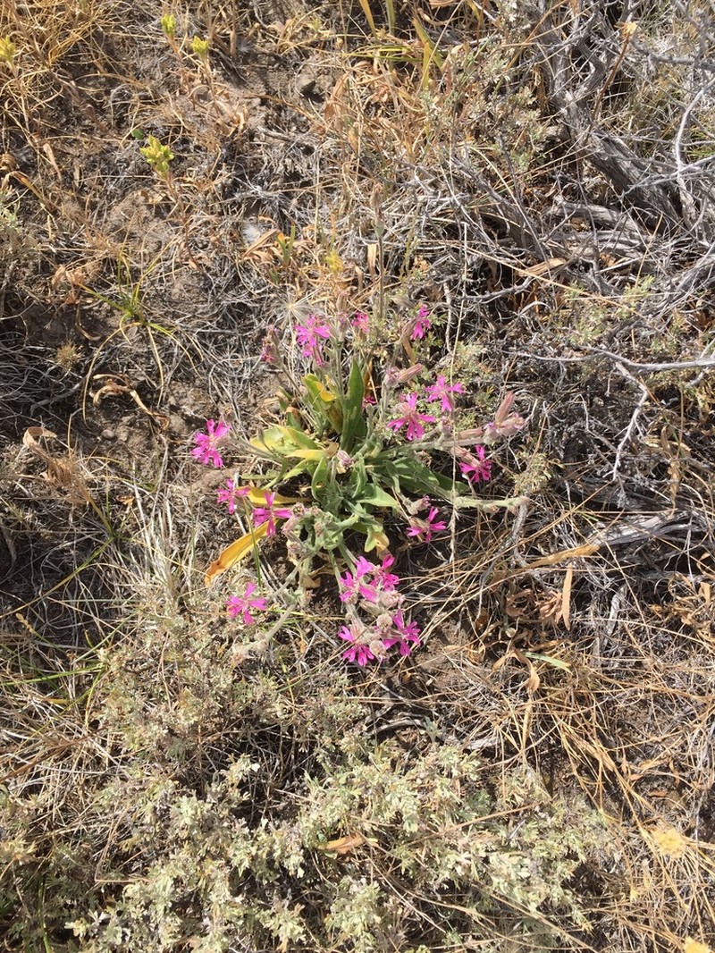 Western Fringed Catchfly
