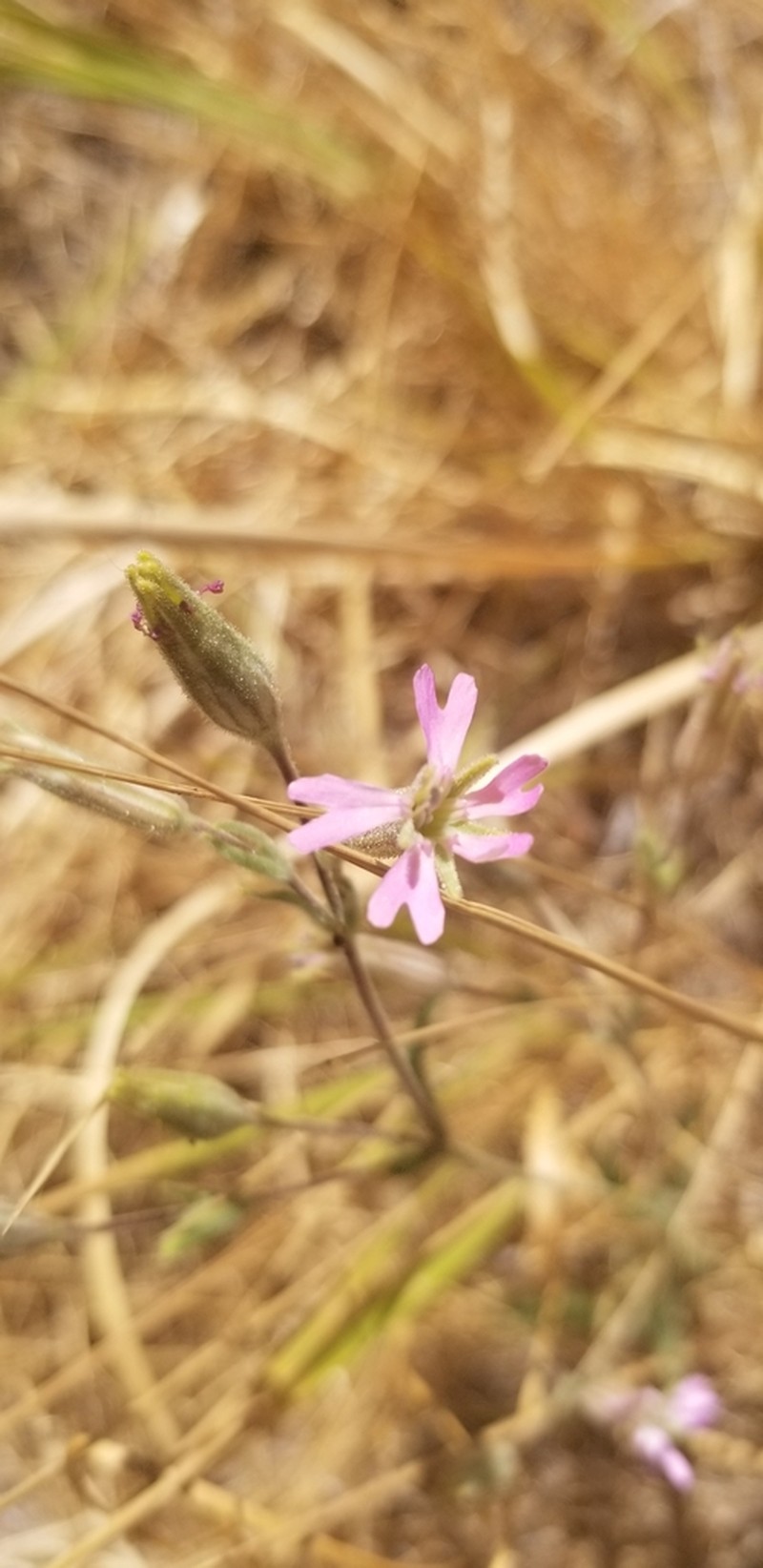 Western Fringed Catchfly photo 2