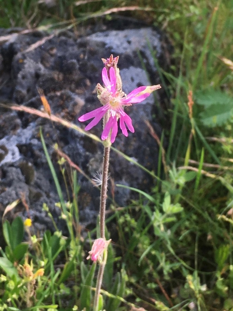 Western Fringed Catchfly photo 3