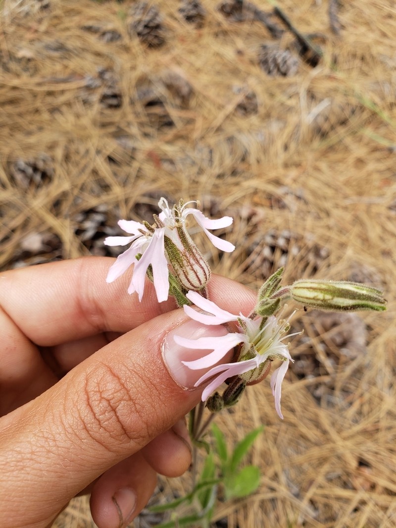 Western Fringed Catchfly photo 4