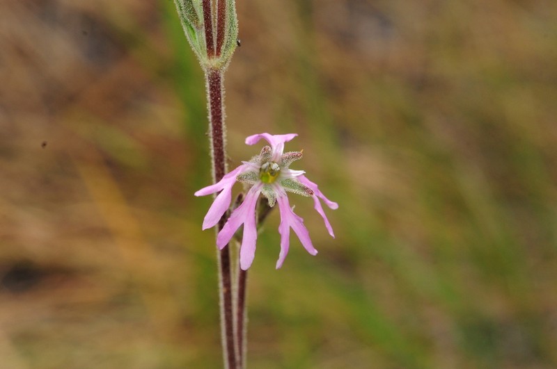 Western Fringed Catchfly photo 5
