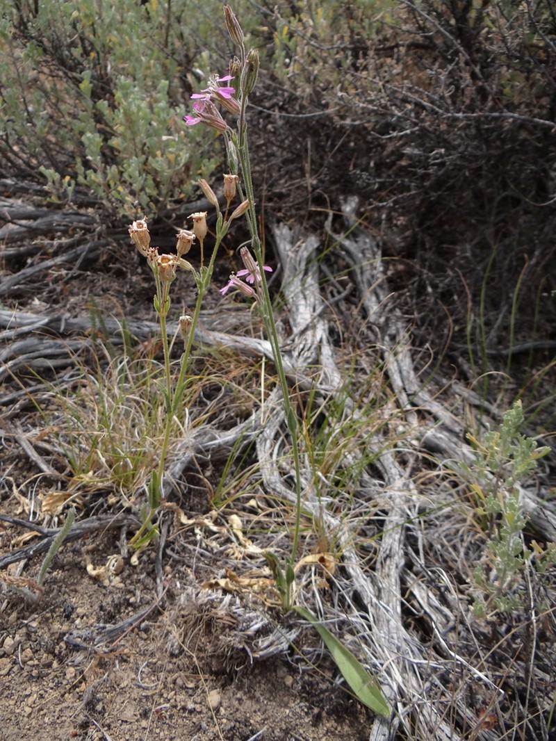 Western Fringed Catchfly photo 6