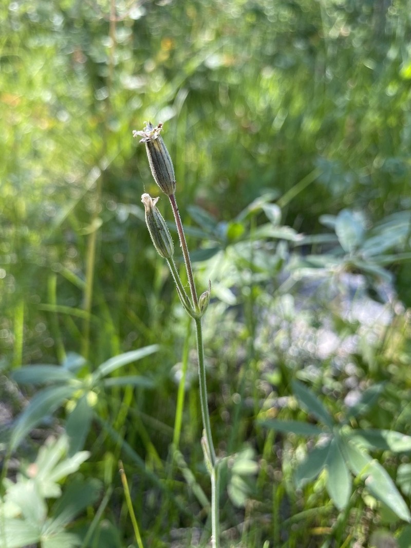 Western Fringed Catchfly photo 7