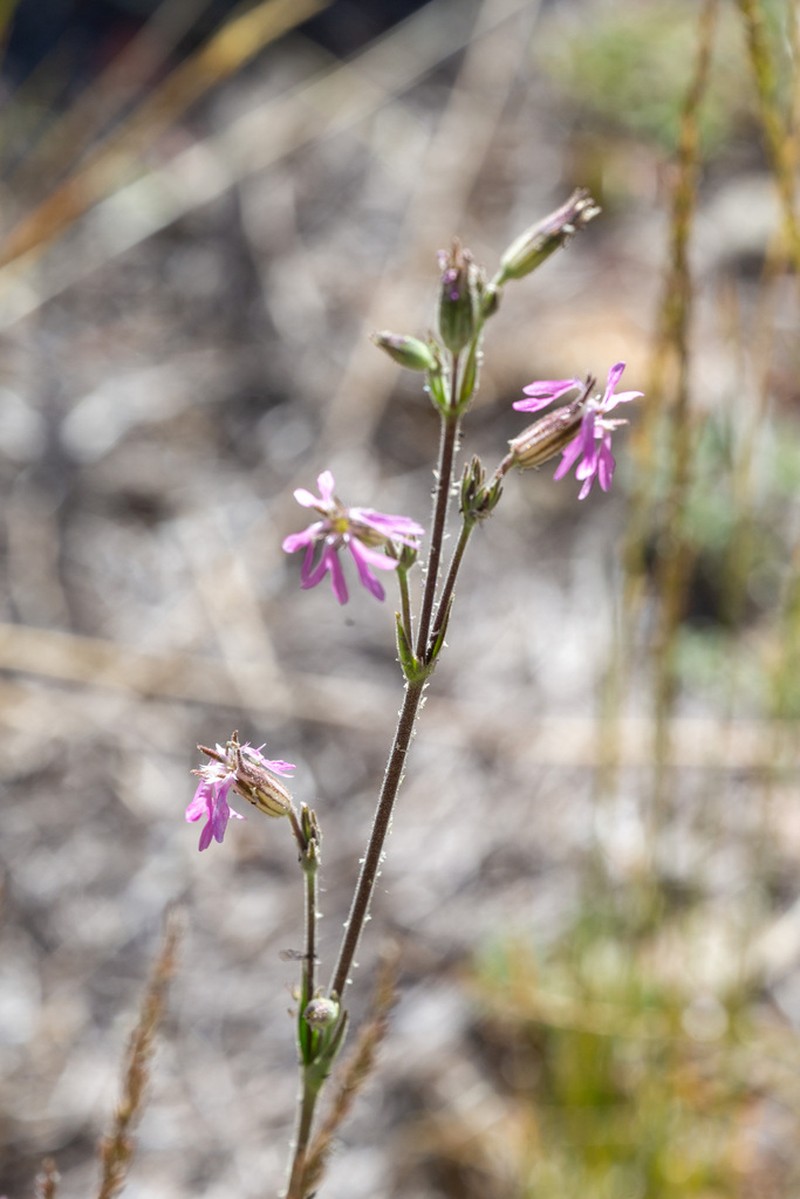 Western Fringed Catchfly photo 8