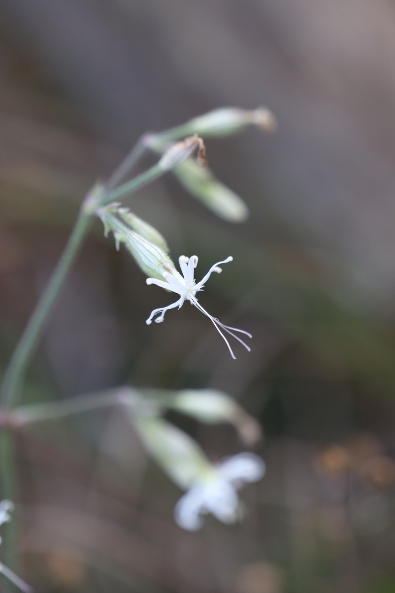 Eurasian Catchfly photo 4