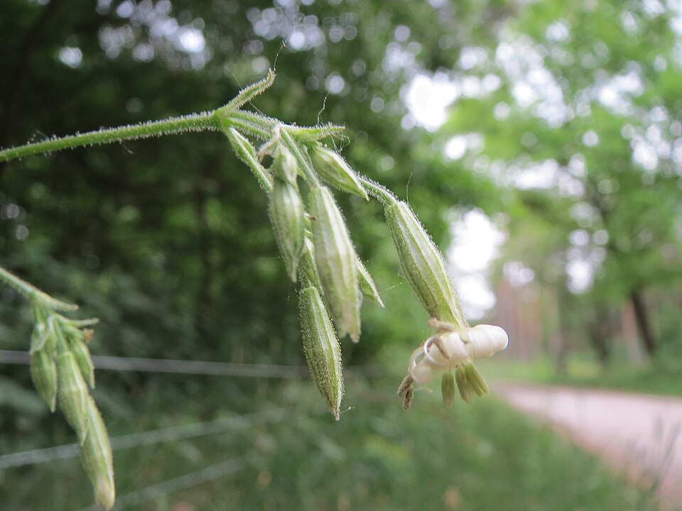 Eurasian Catchfly photo 5