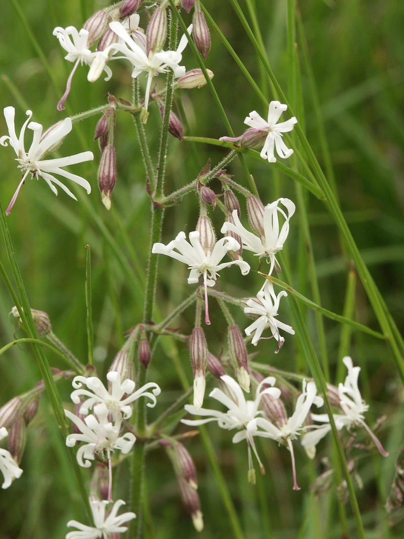 Eurasian Catchfly