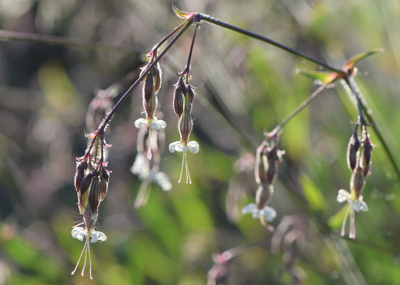 Eurasian Catchfly photo 2